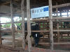 Mbelula Dairy Production Project