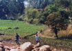 Watering the fields