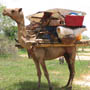 Transport &agrave; dos de chameau &agrave; Nara (R&eacute;gion de Kayes)