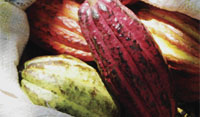 Cacao