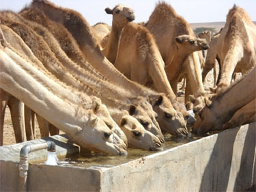 Picture Borehole in Jurile, Somaliland - Courtesy of Africa 70