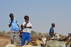Enhancing food security by combatting desertification in Puntland
