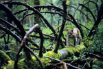 Film screening: The Saga of the Primeval Forest: the Tale of A Lynx (EU ECO Film Festival)