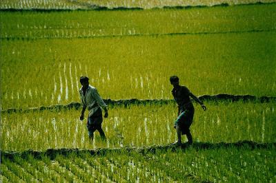 Two people walking through a rice field