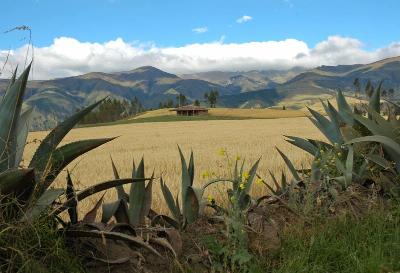 Field in the mountains