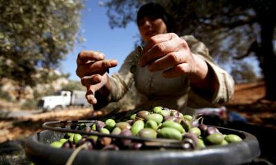 A person with a bucketful of olives