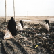 Basra