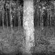 Firestone rubber tree plantation. In terms of natural resources, Liberia is one of West Africa"s richest countries. Before the war, Firestone was Liberia"s main source of income along with diamonds, copper, iron ore and timber.