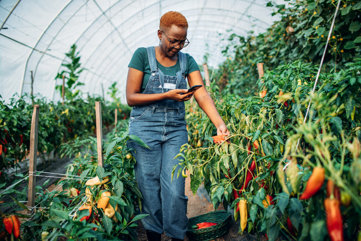 Jobs & Growth: Sierra Leone launches call for proposals for agro-tech development Initiatives - Vimarsana News