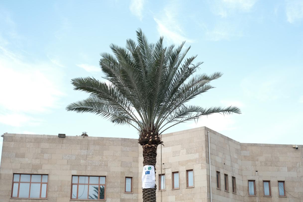 Iraq tree-planting