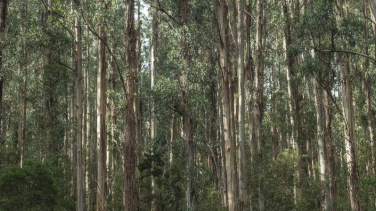 Australian forest eucalyptus