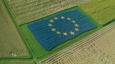 EU flag in the field 