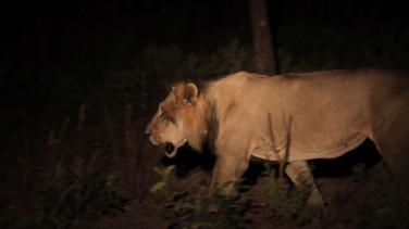 WA182_Critically-Endangered-West-African-Lion-in-Niokolo-Koba-National-Park_credit-Panthera