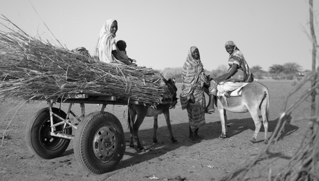Black and white image of women working in the fields, mounted on donkeys carrying sticks