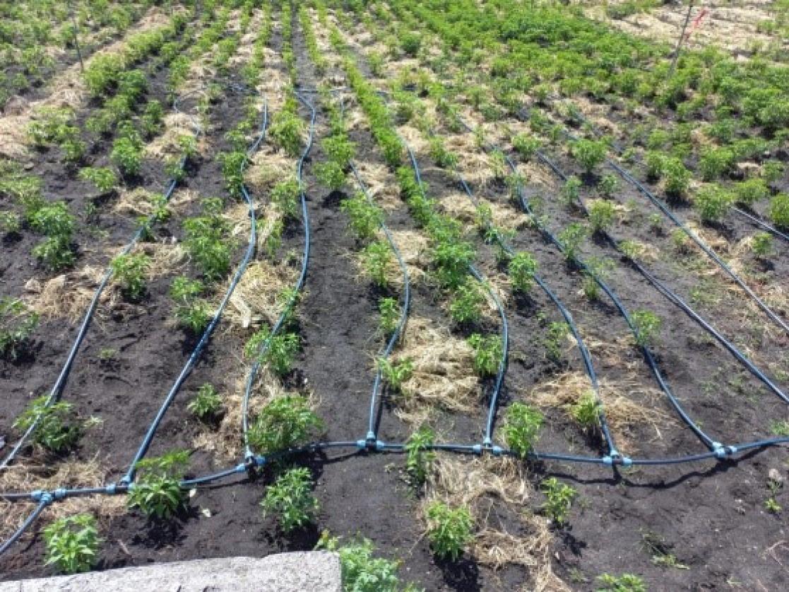 Drip irrigation system in Belle Mare-Mauritius 