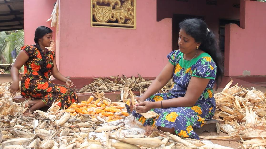 Hybrid seed Production 