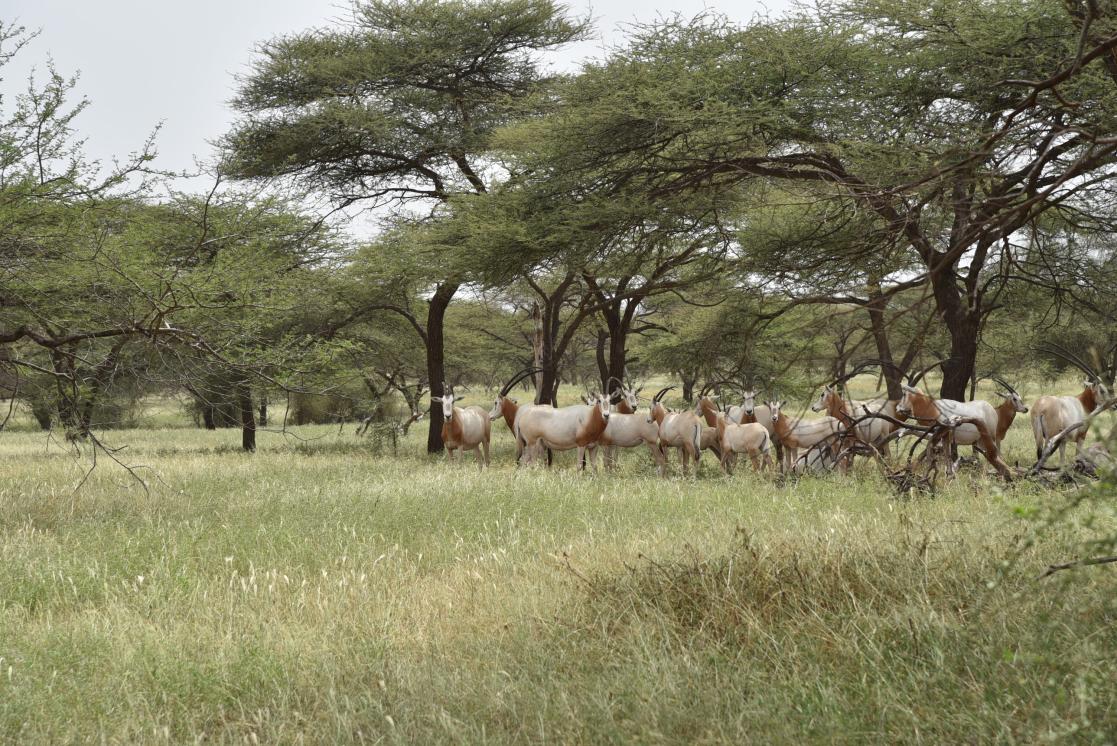 Des oryx dans la Réserve Naturelle Communautaire de Koyli Alpha sur la commune de Mboula, dans le F