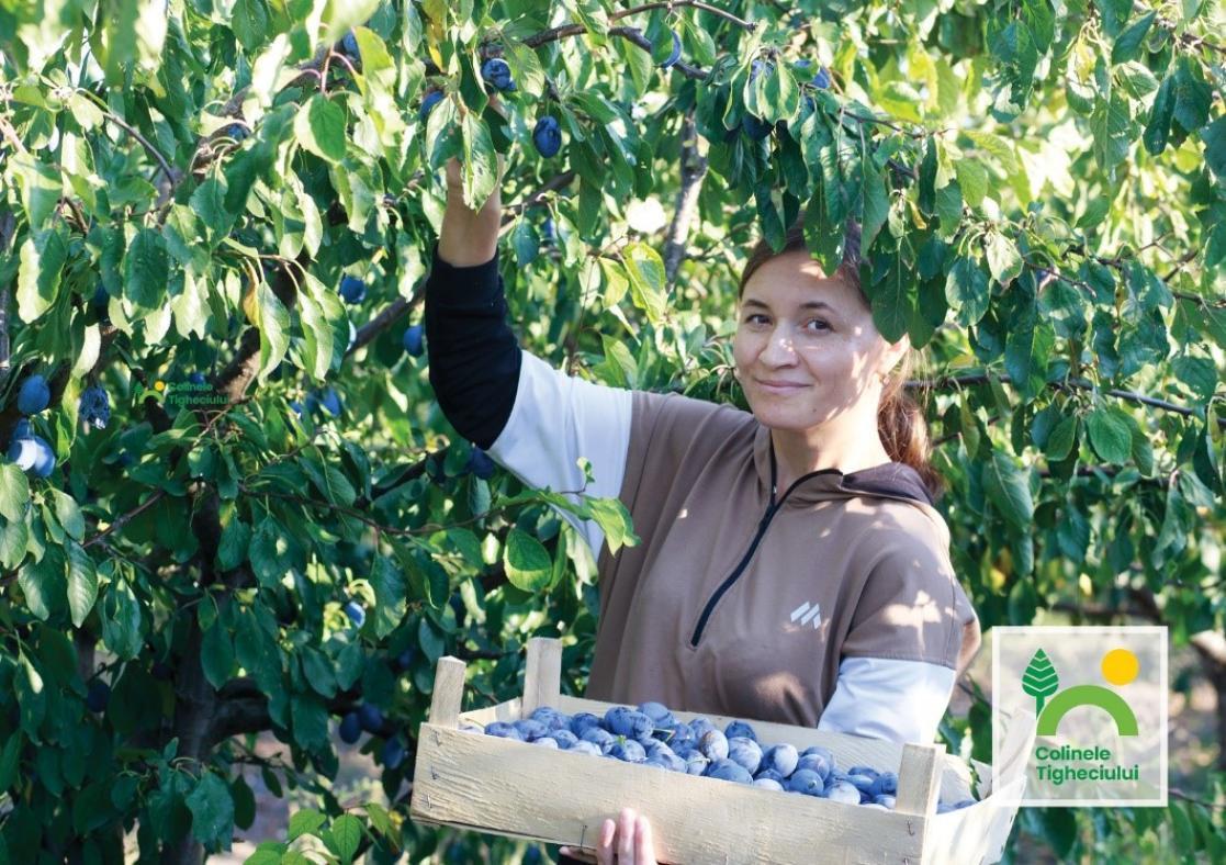 woman picking figs straight from the tree 