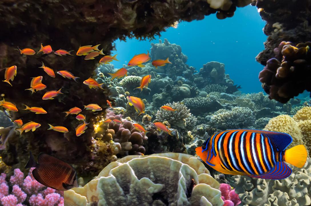 Together to protect marine life | EEAS Website