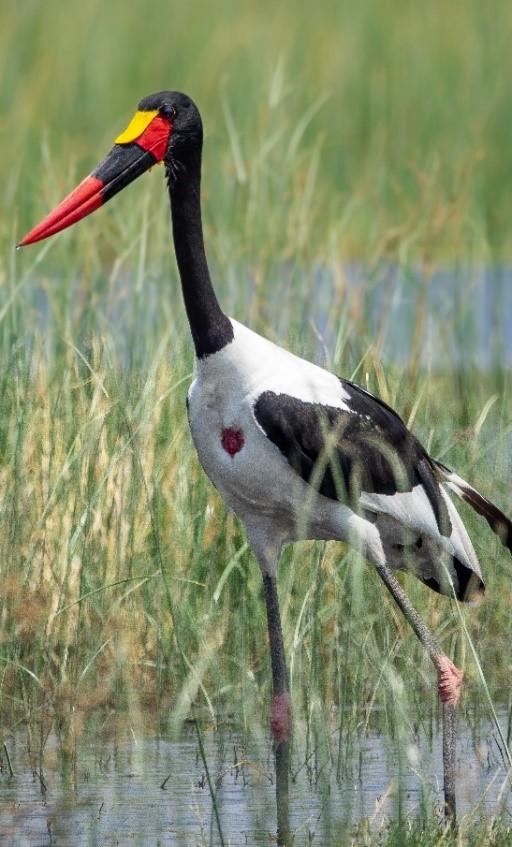 Okavango River Basin Transboundary Water Management Programme 