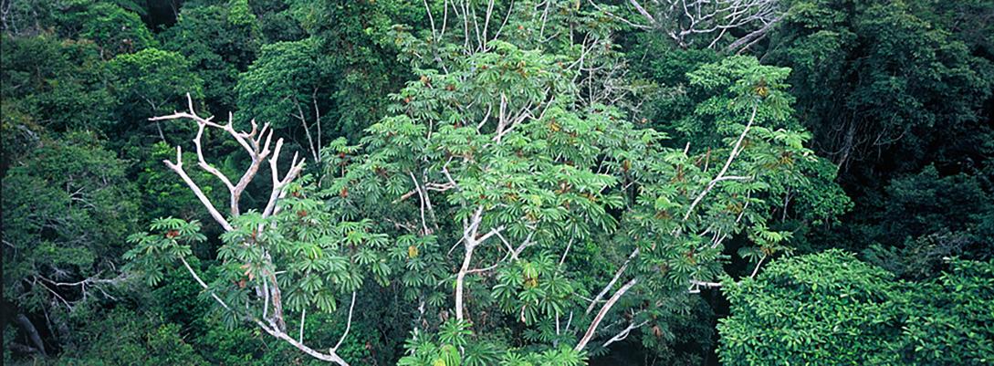 Panoramic Tropical Forest by Roger Le Guen is licensed under CC BY-SA 2.0 