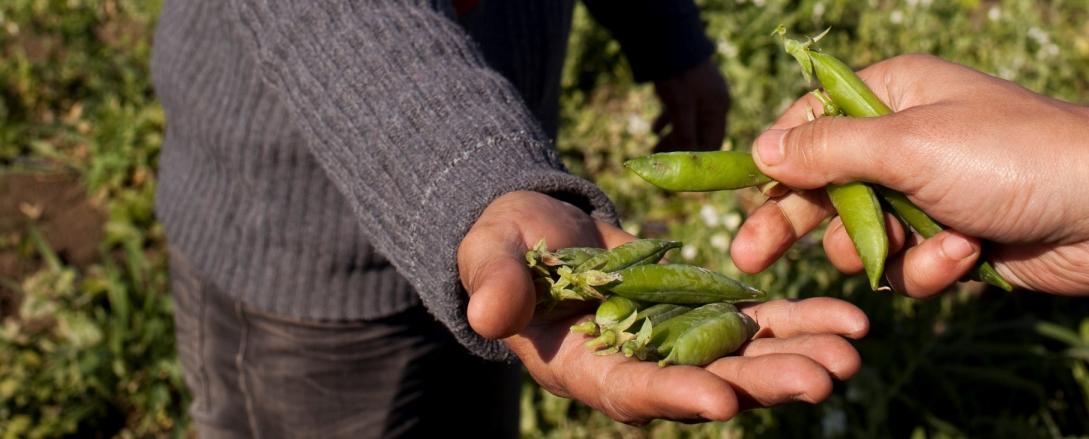 Photo représentant une main tendue qui reçoit des cosses de petits pois 