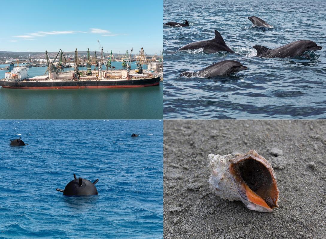 Black sea, ship, dolphins, mines, shell