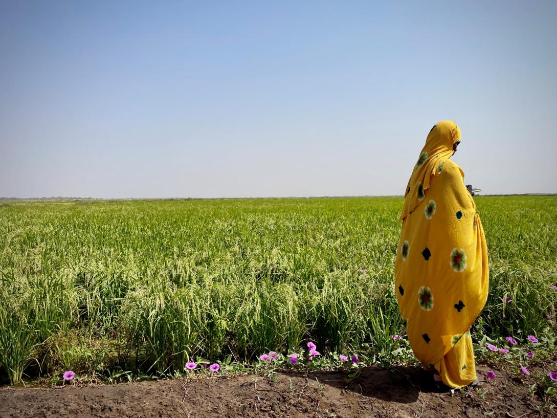 Champs riz Rosso Mauritanie 2023 femme melhafa