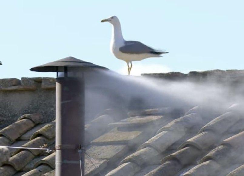 Seagul on Chimney