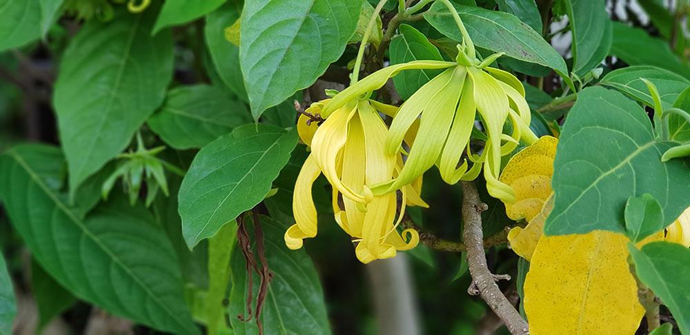 Bioylang Comoros