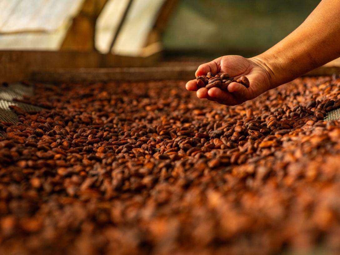 Cacao