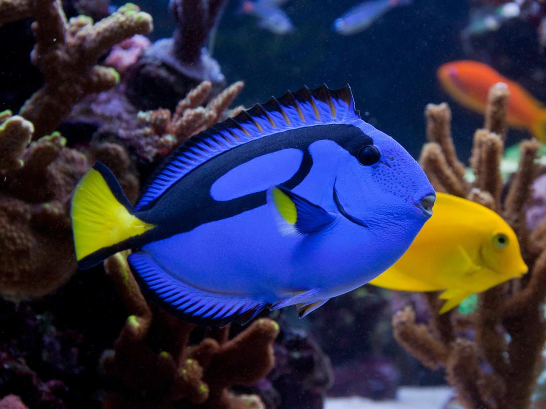 iStock image: underwater, fish, coral
