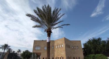 Palm Tree planting Iraq