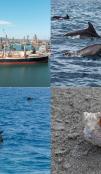 Black sea, ship, dolphins, mines, shell