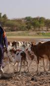 Elevage en Mauritanie, éleveur avec ses vaches qui boivent dans une mare